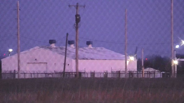 Болотная сова - ML647315240