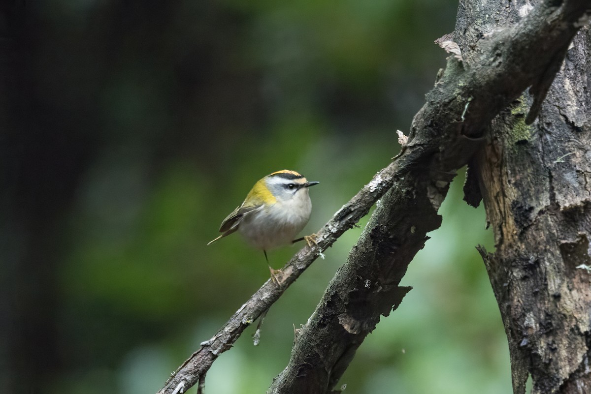 Common Firecrest - ML647315245
