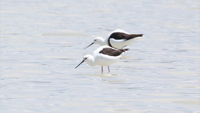 Рыжегрудый ходулочник - ML647315248