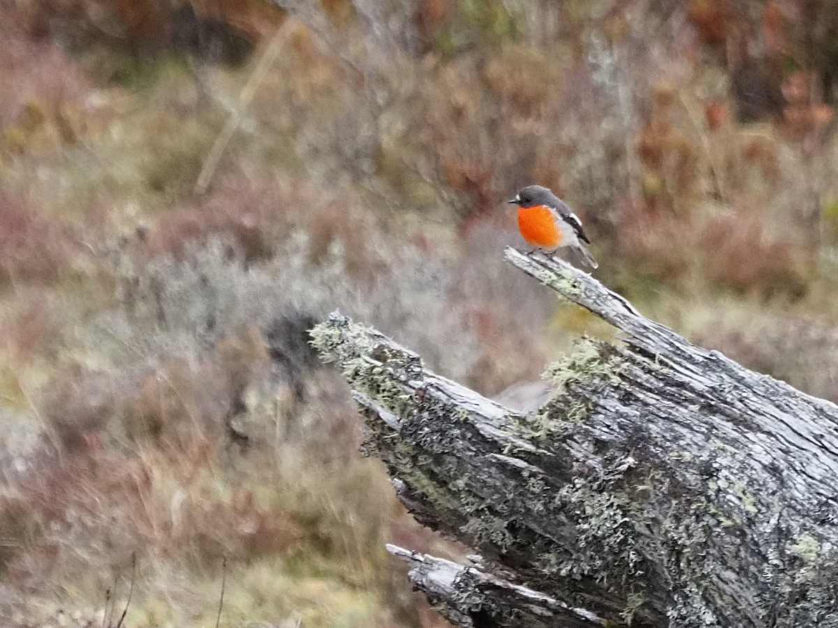 lejsčík ohnivý - ML647315266