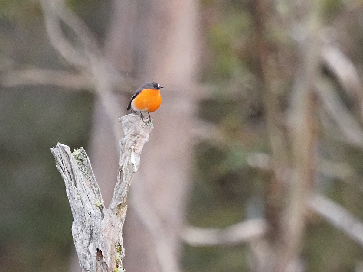 lejsčík ohnivý - ML647315267