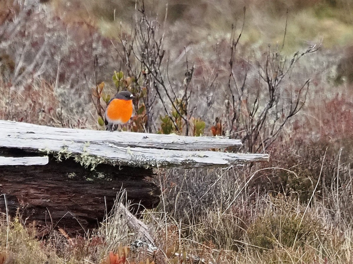 lejsčík ohnivý - ML647315268