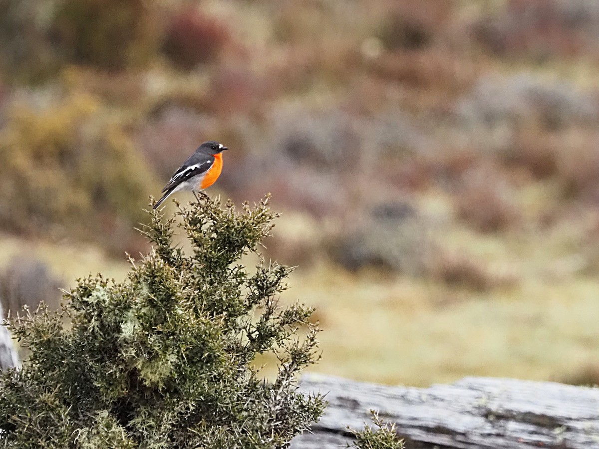 lejsčík ohnivý - ML647315269