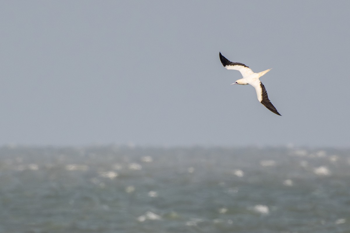 Сула червононога - ML647315274