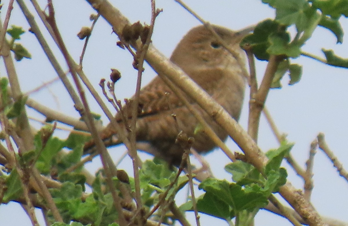 Northern House Wren - ML647315275