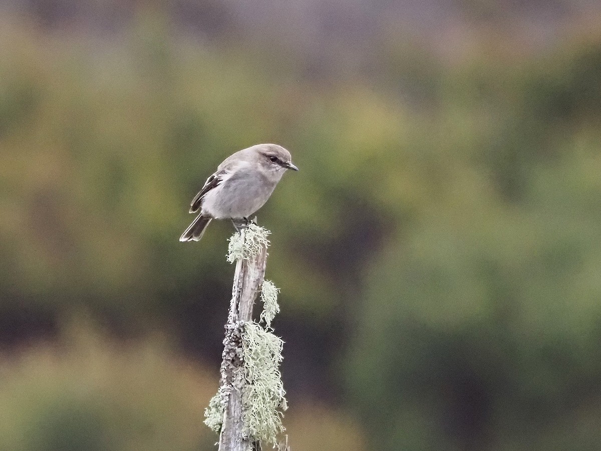 Королець брунатний - ML647315278