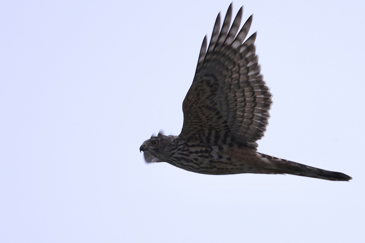 蒼鷹 - ML647315307