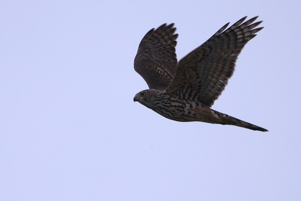 蒼鷹 - ML647315308