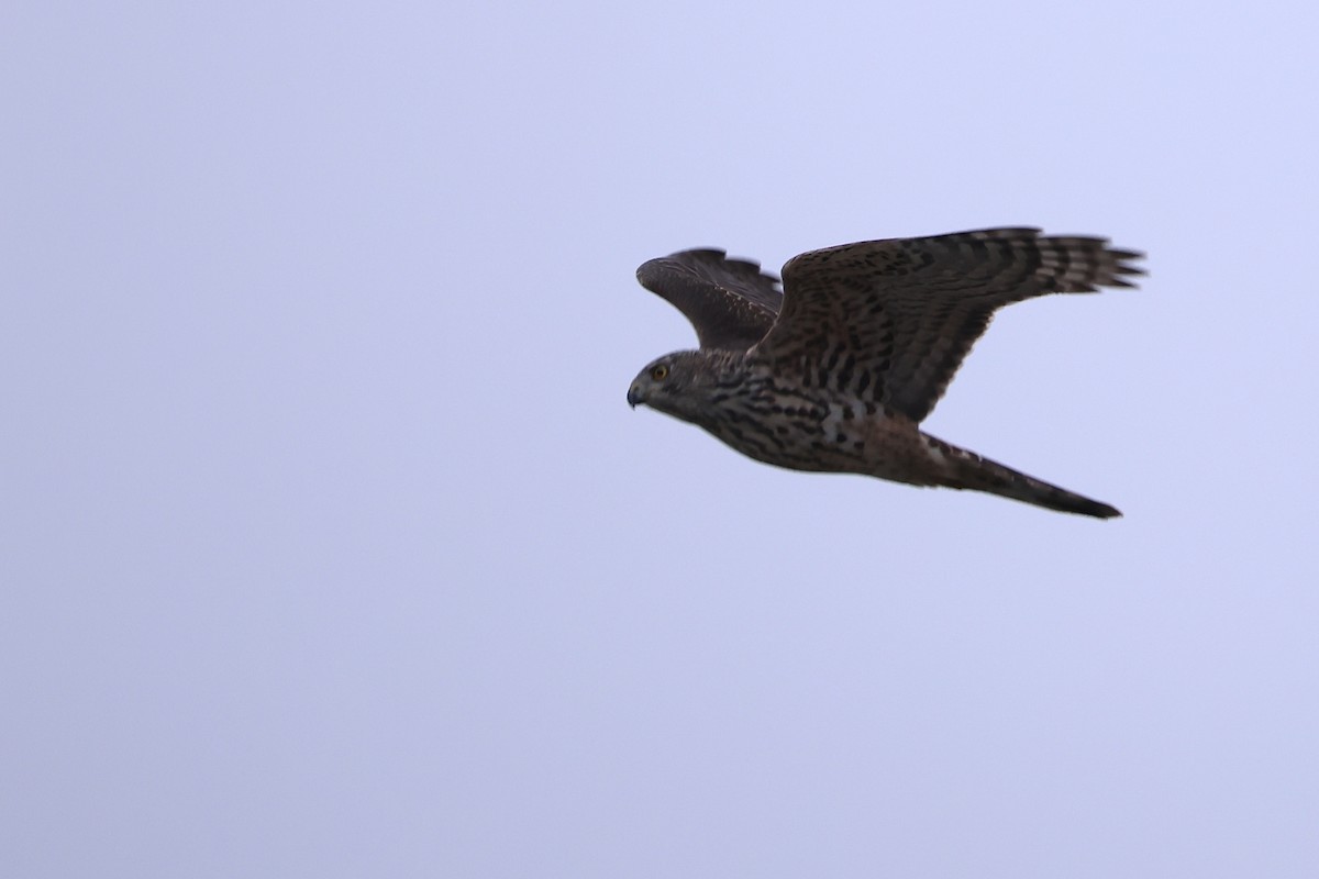 蒼鷹 - ML647315309