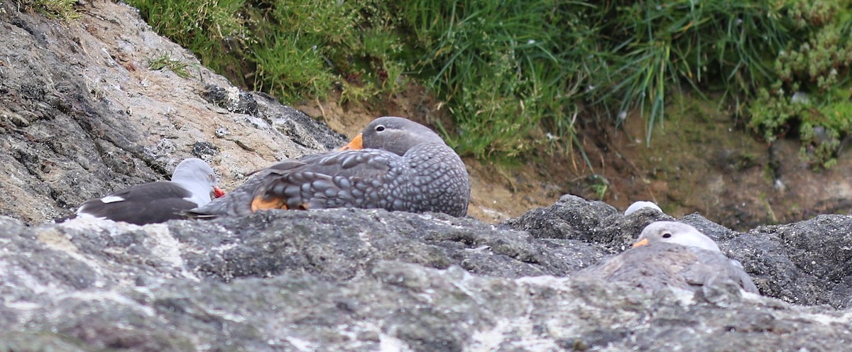 オオフナガモ（チロエ島） - ML647315319
