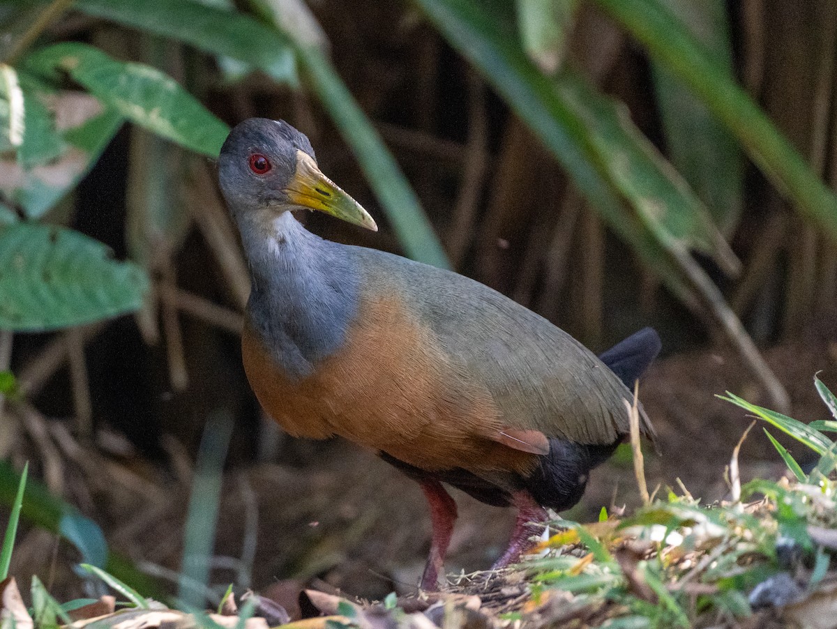 Gray-cowled Wood-Rail - ML647315323