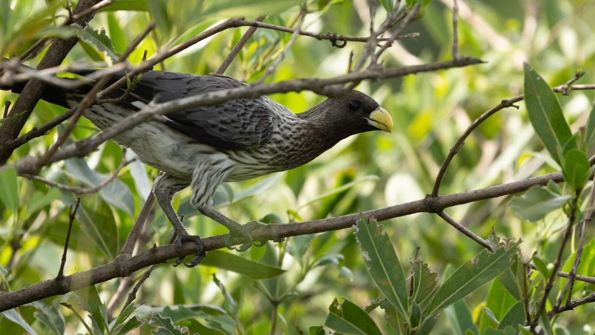 ハイイロエボシドリ - ML647315327