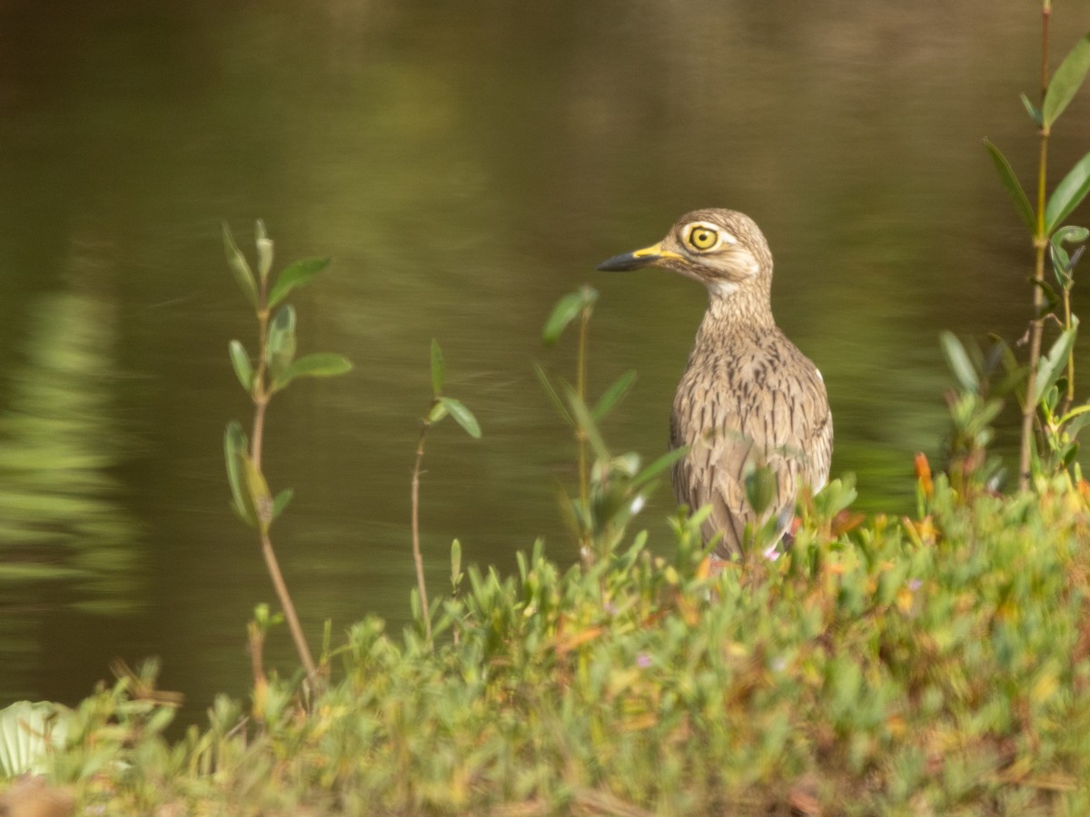 コイシチドリ - ML647315345