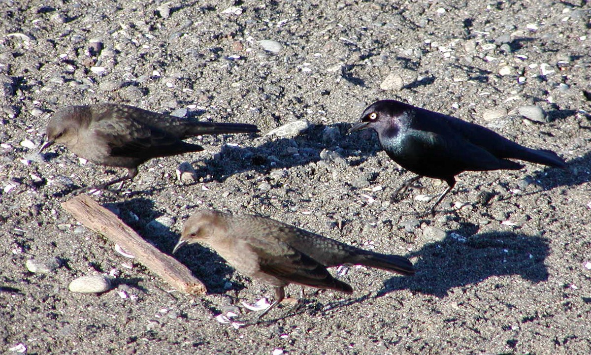 Brewer Karatavuğu - ML647315348