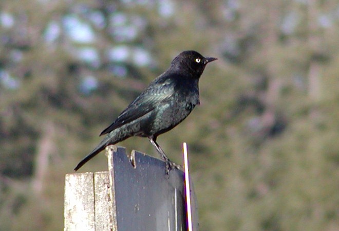 Brewer Karatavuğu - ML647315349