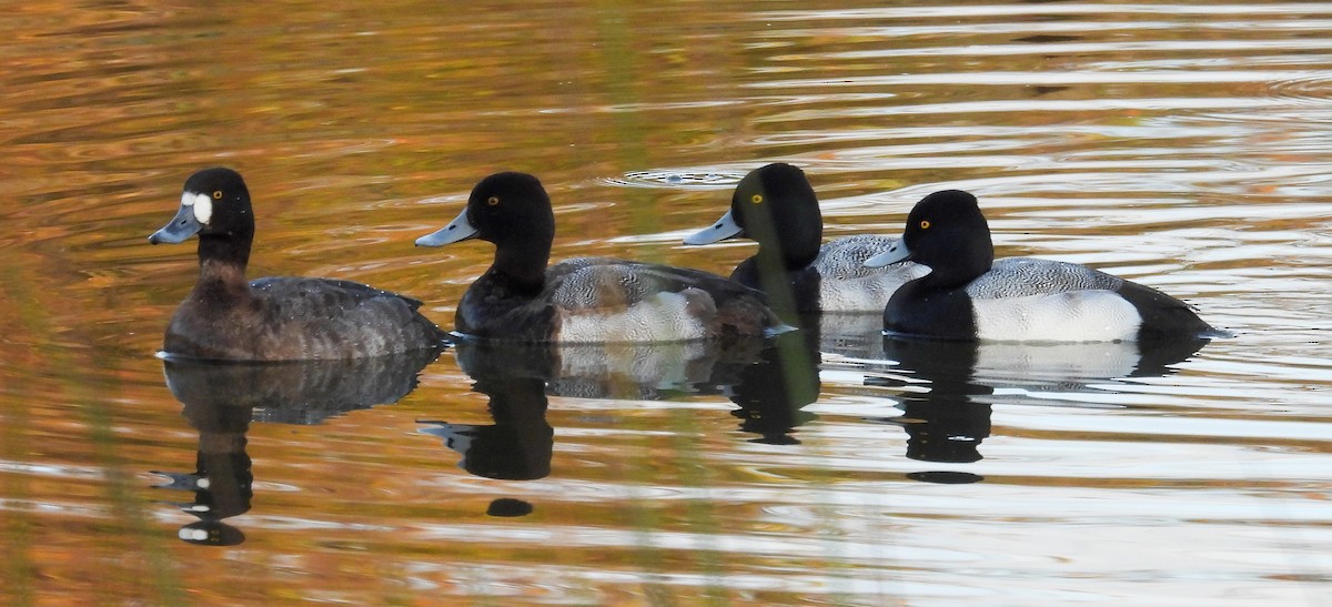 コスズガモ - ML647315393