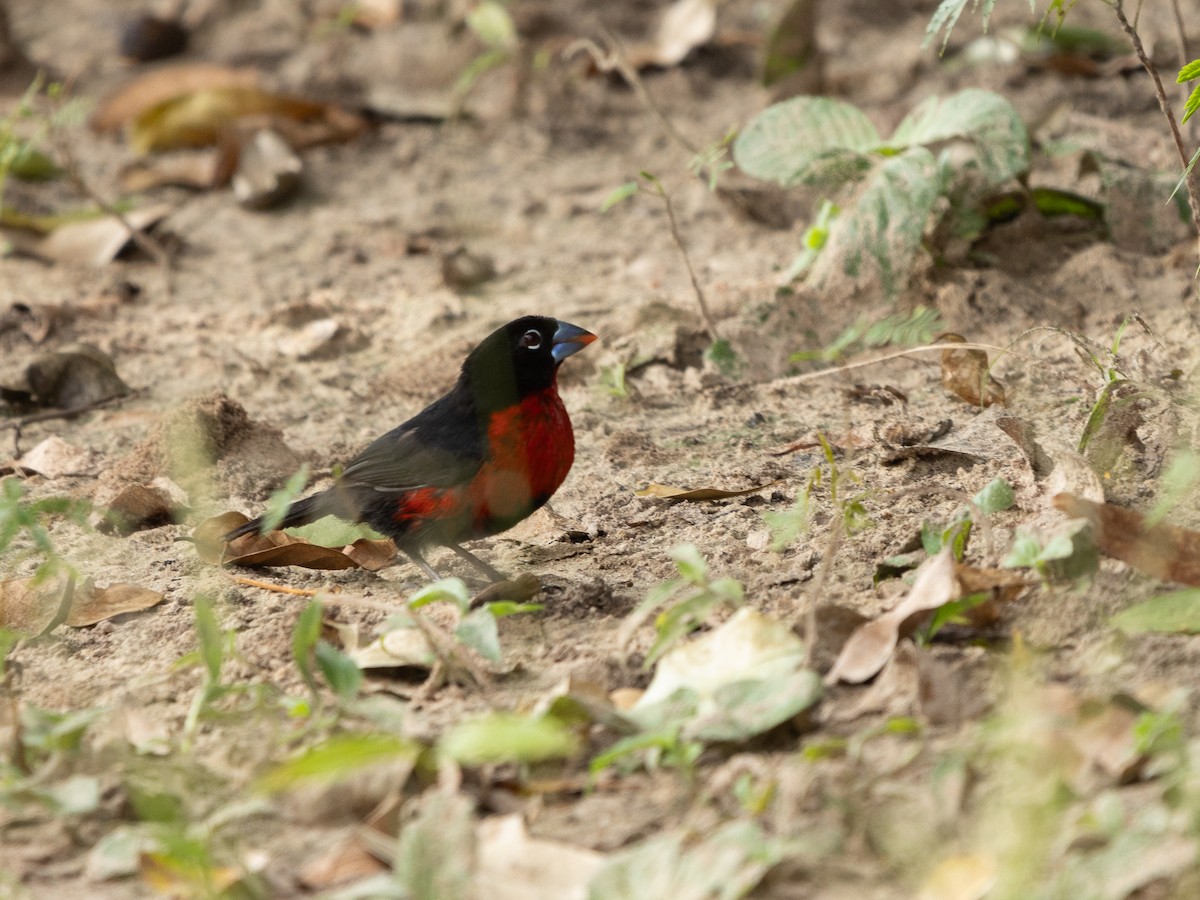 クロガオアオハシキンパラ - ML647315398