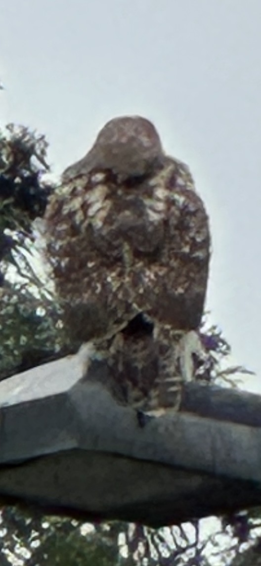 káně rudochvostá - ML647315407