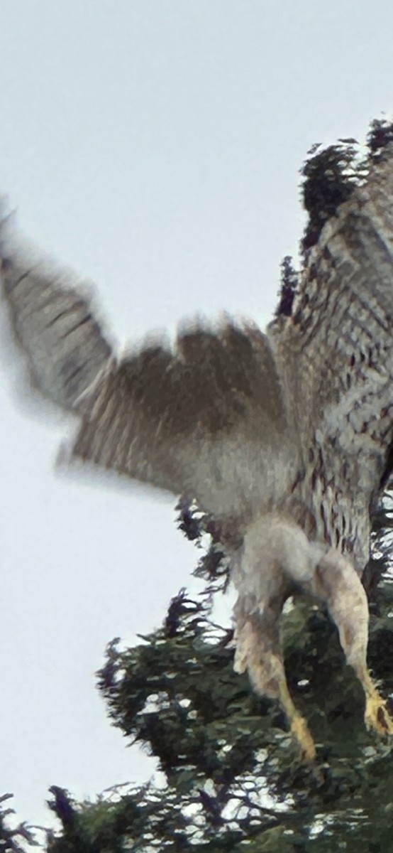 káně rudochvostá - ML647315408