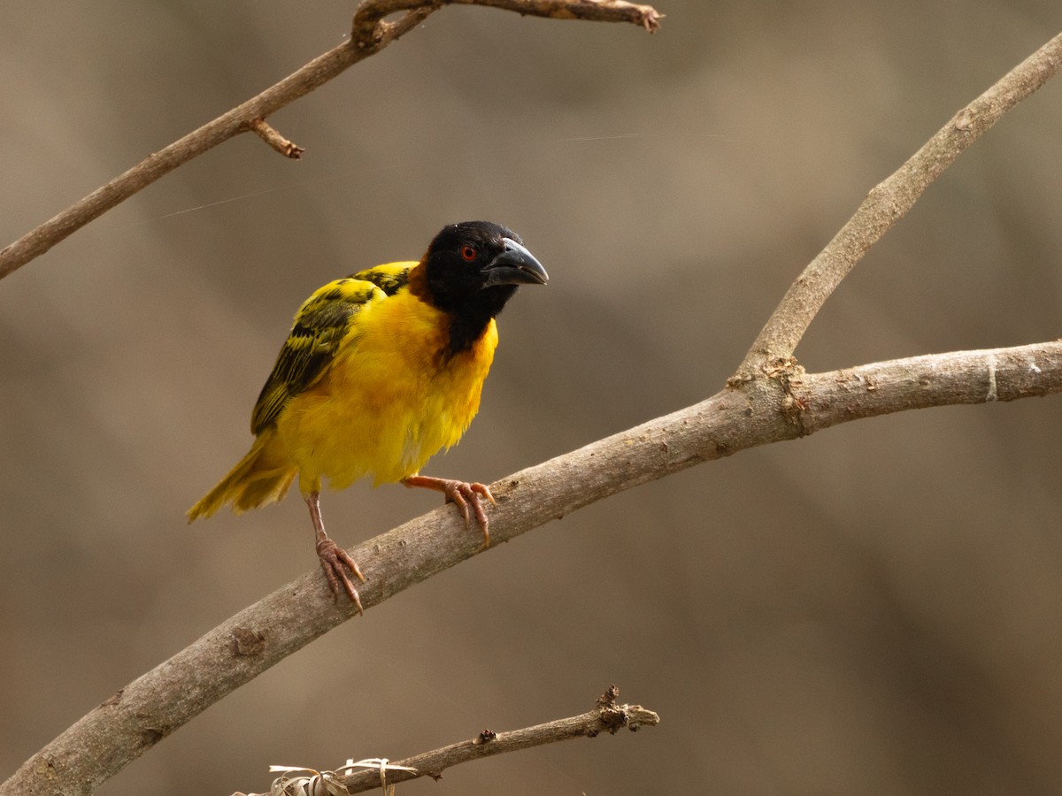 ズグロウロコハタオリ - ML647315414