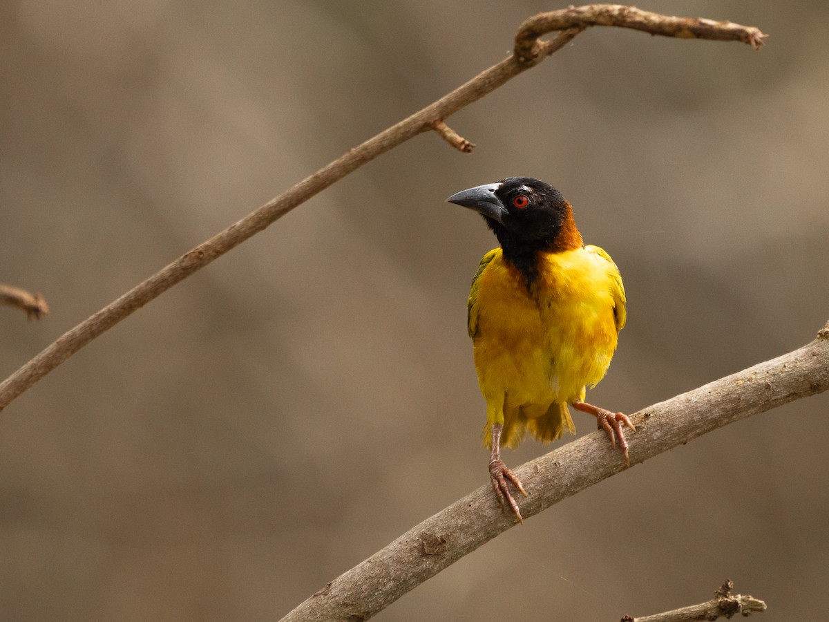 ズグロウロコハタオリ - ML647315415