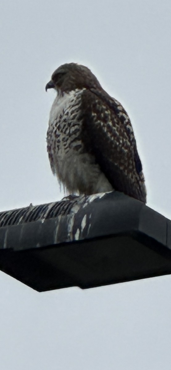 káně rudochvostá - ML647315427