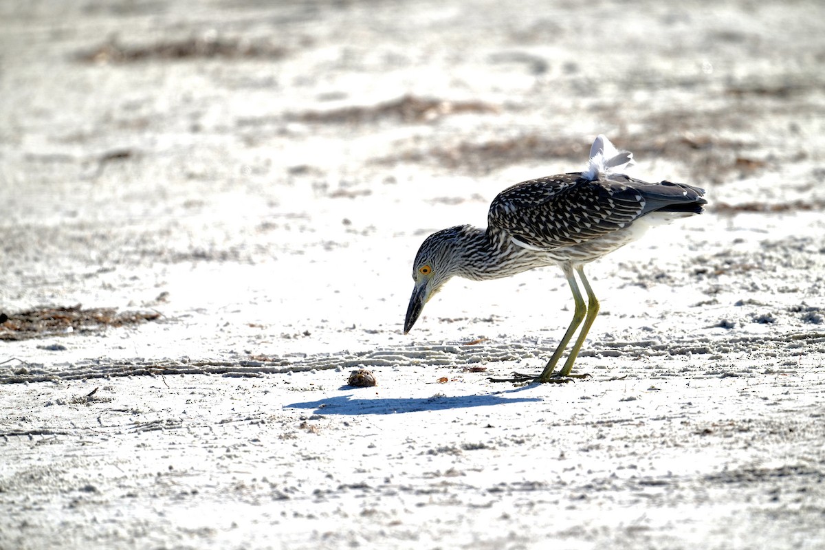 Yellow-crowned Night Heron - ML647315469
