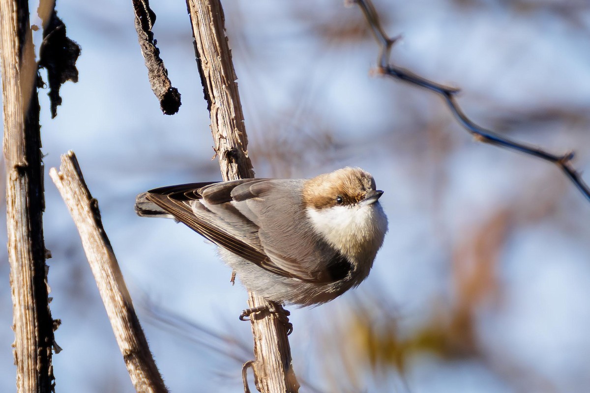 Brown-headed Nuthatch - ML647315470