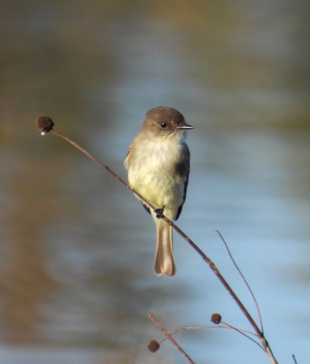 Eastern Phoebe - ML647315477