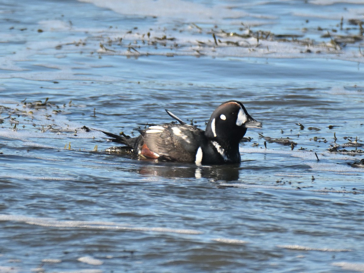 Harlequin Duck - ML647315508