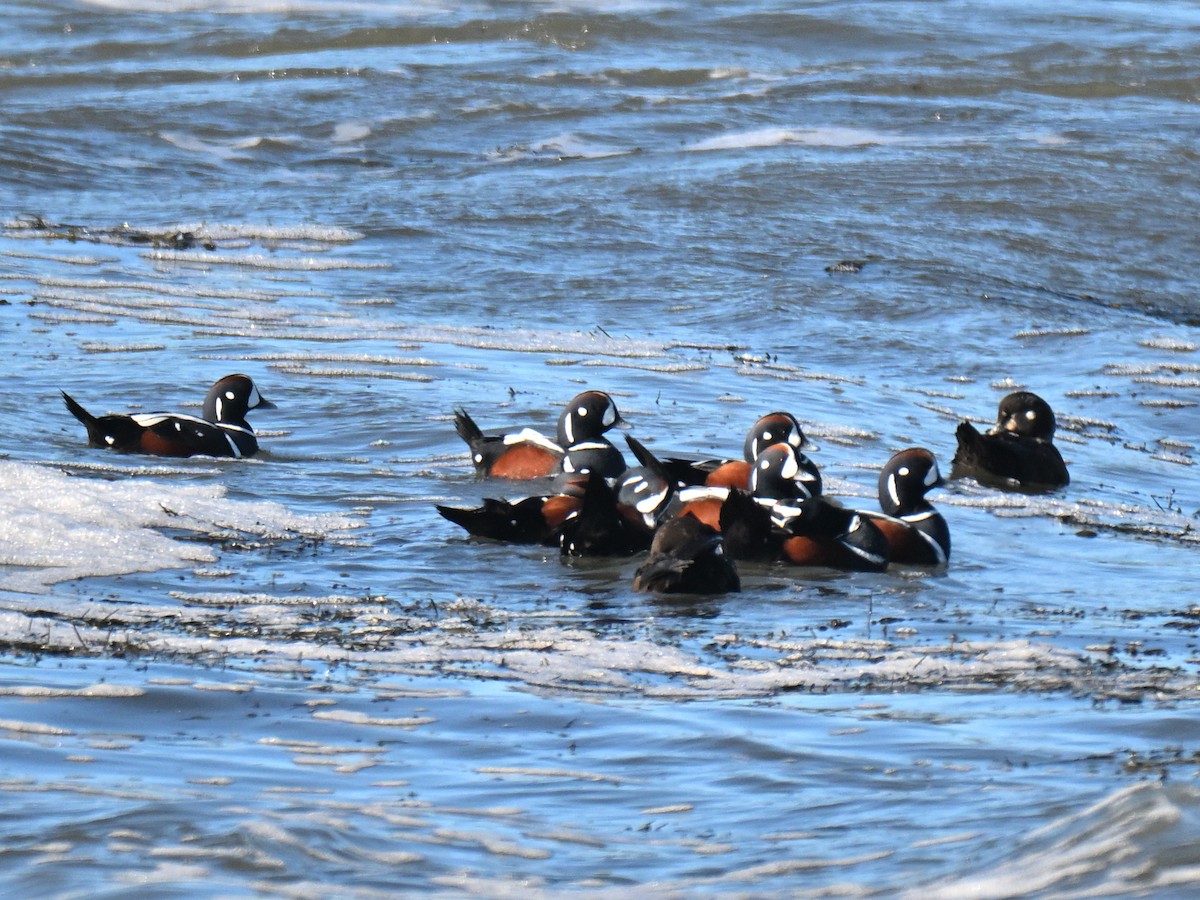 Harlequin Duck - ML647315509