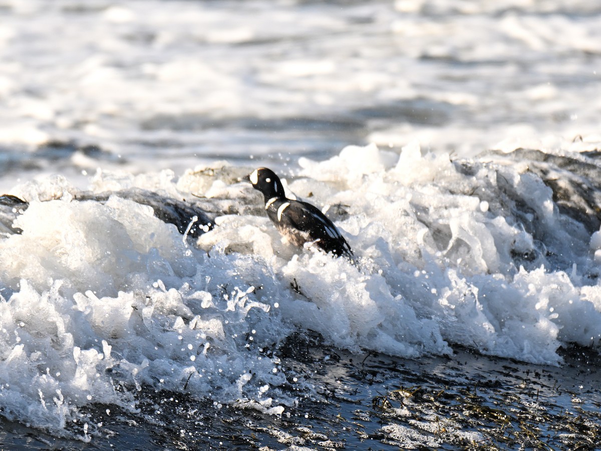 Harlequin Duck - ML647315510
