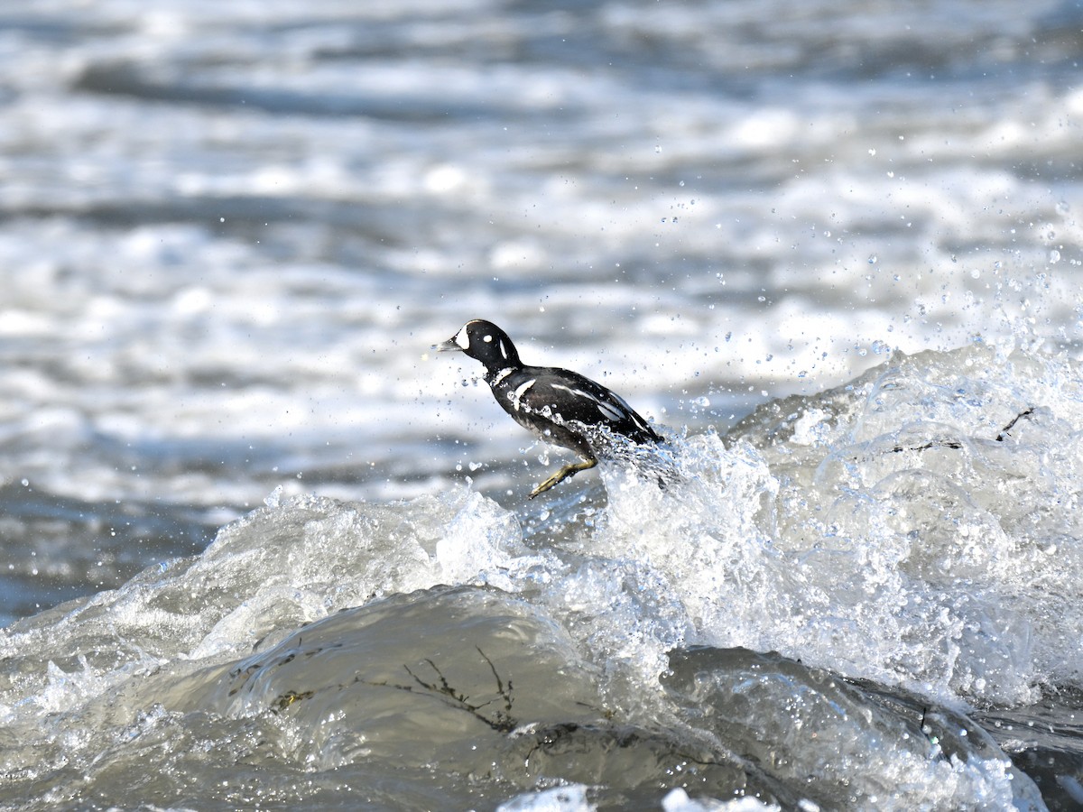 Harlequin Duck - ML647315511