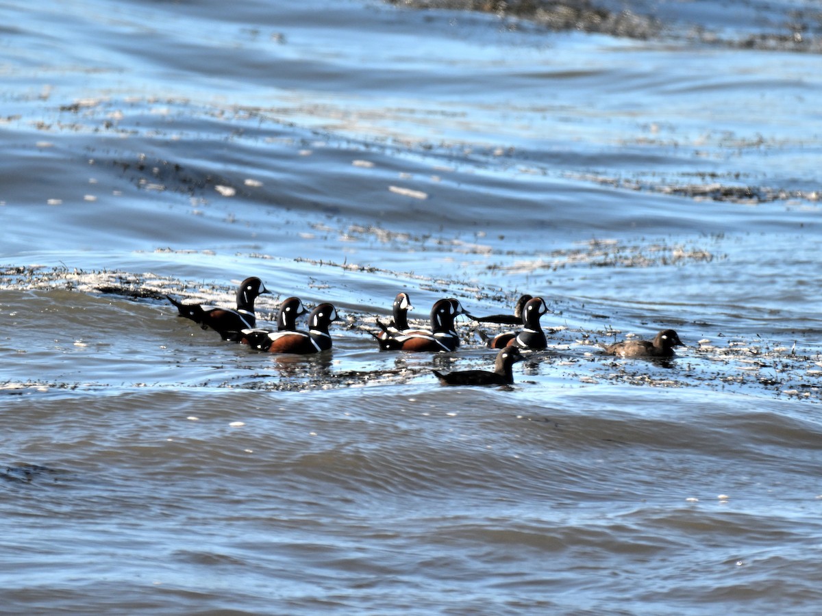 Harlequin Duck - ML647315512
