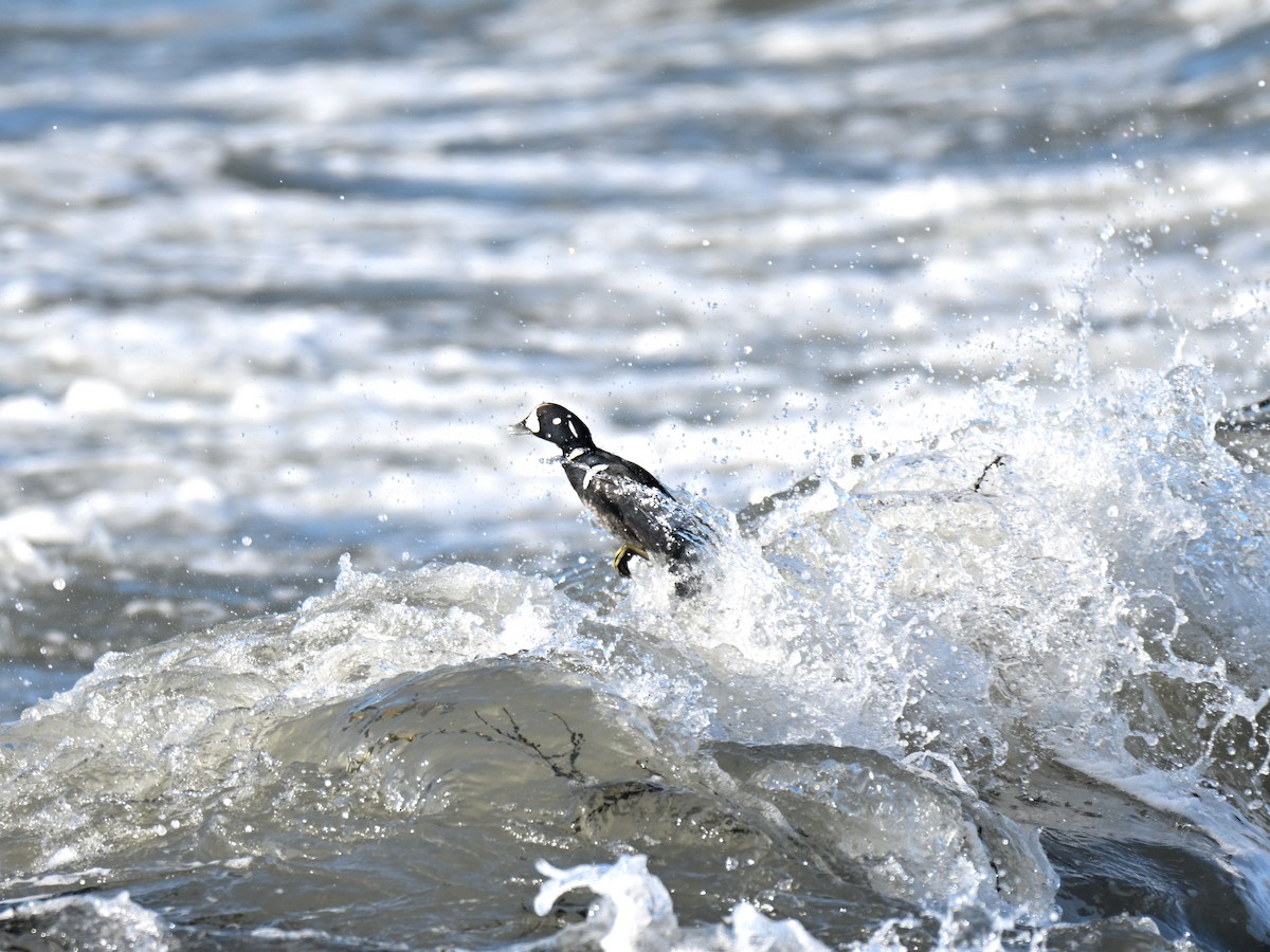 Harlequin Duck - ML647315513