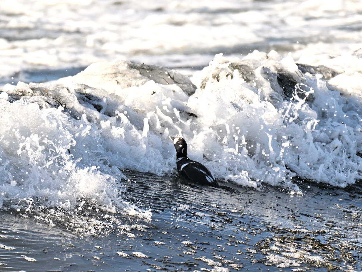 Harlequin Duck - ML647315514
