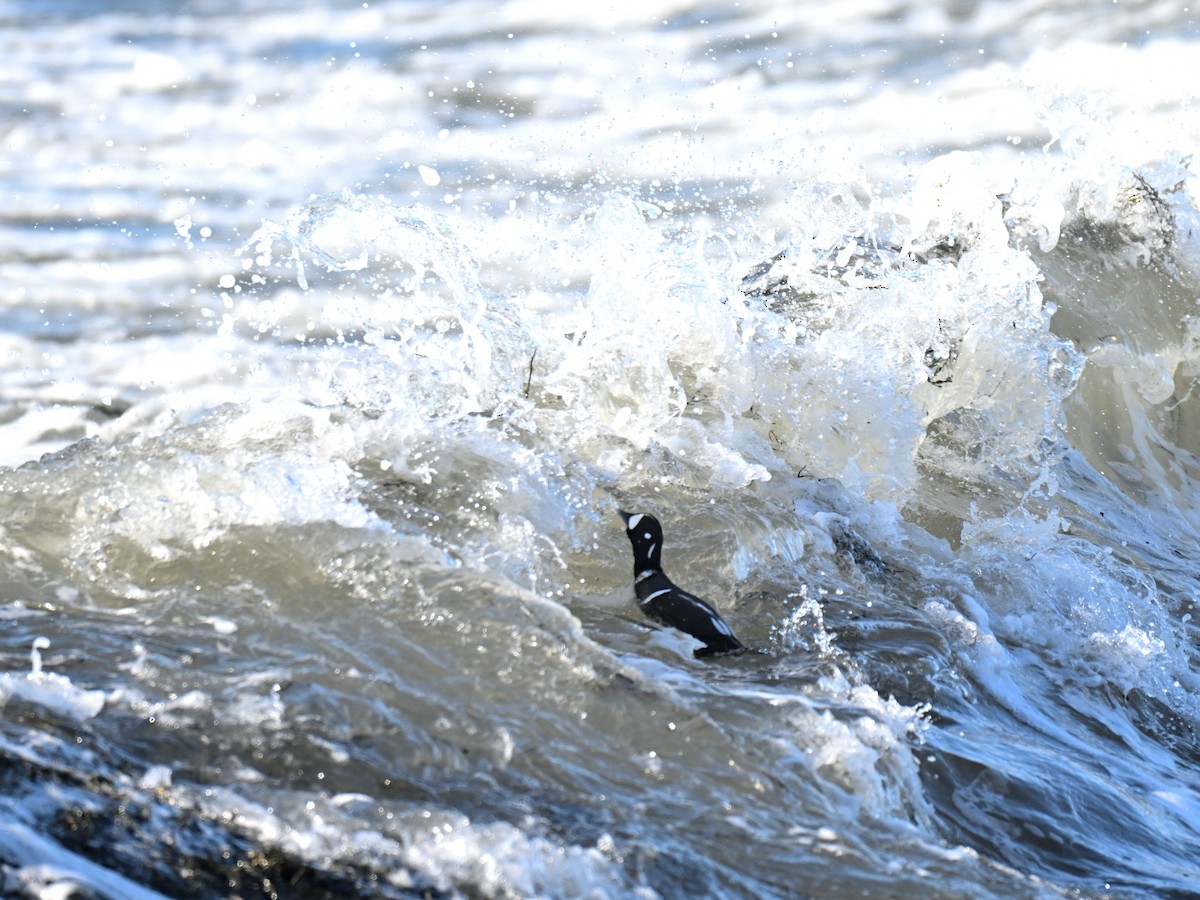 Harlequin Duck - ML647315515
