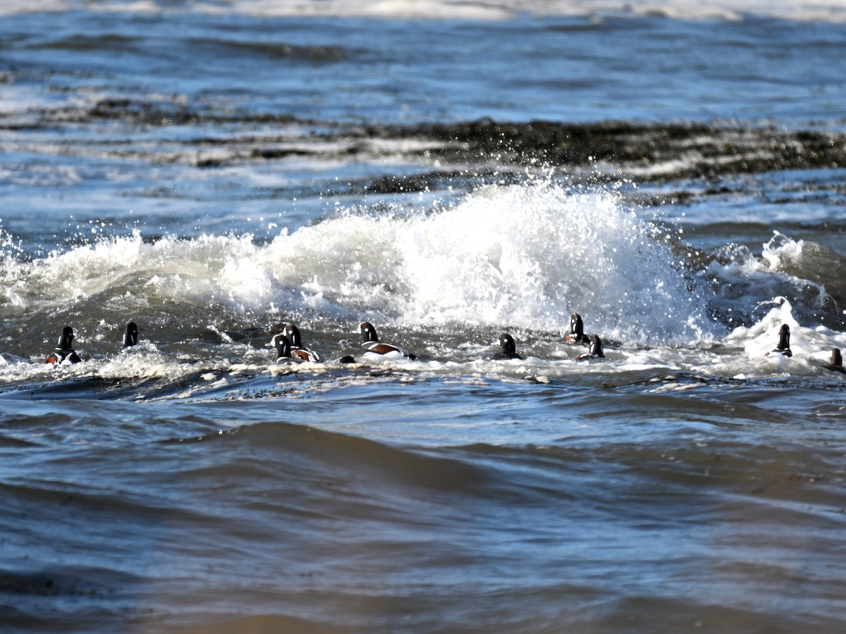 Harlequin Duck - ML647315516