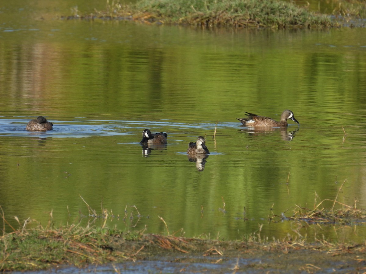 ミカヅキシマアジ - ML647315529