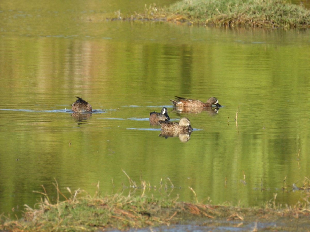ミカヅキシマアジ - ML647315530