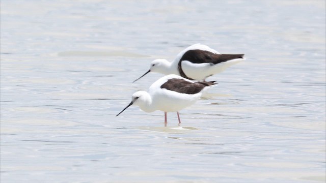 Рыжегрудый ходулочник - ML647315538