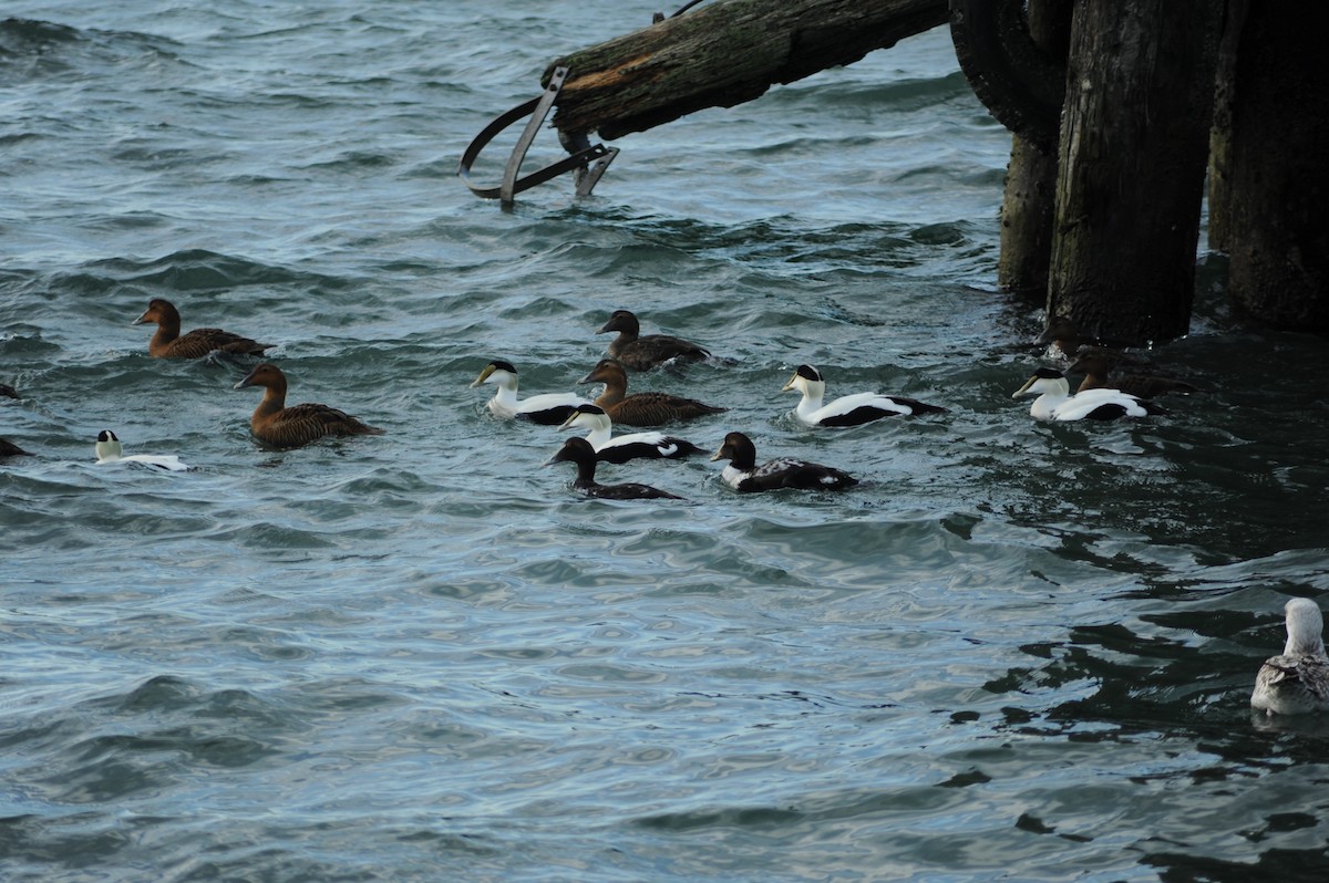 אדרית שחורת-כיפה - ML647315547