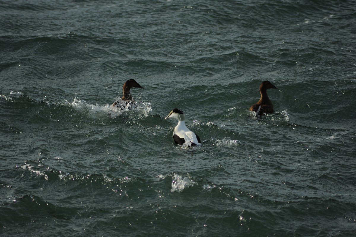 אדרית שחורת-כיפה - ML647315548