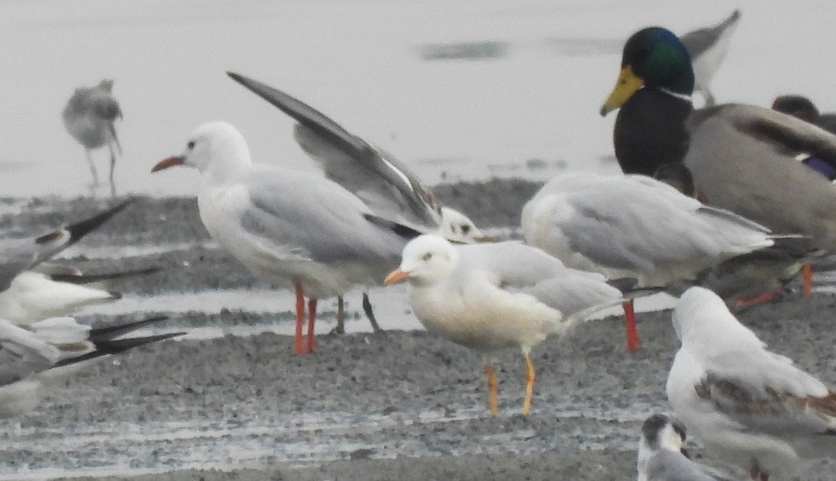 Морской голубок - ML647315563