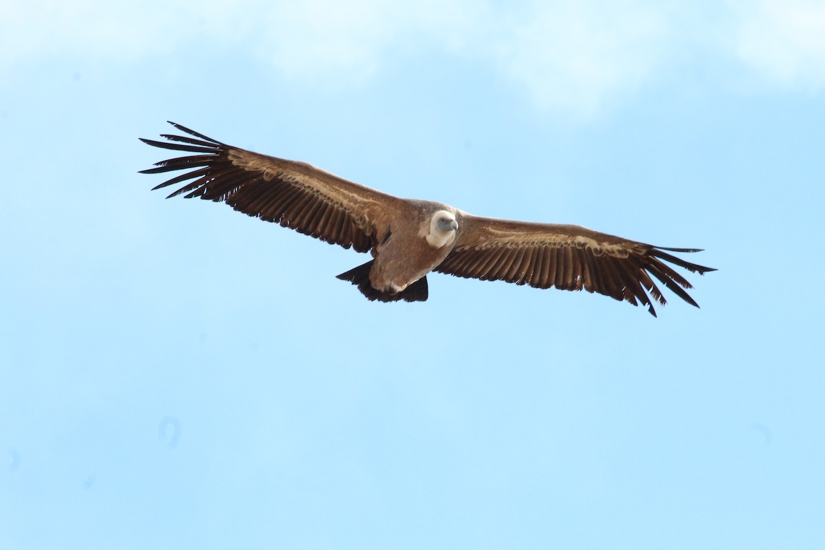 Eurasian Griffon - ML647315604