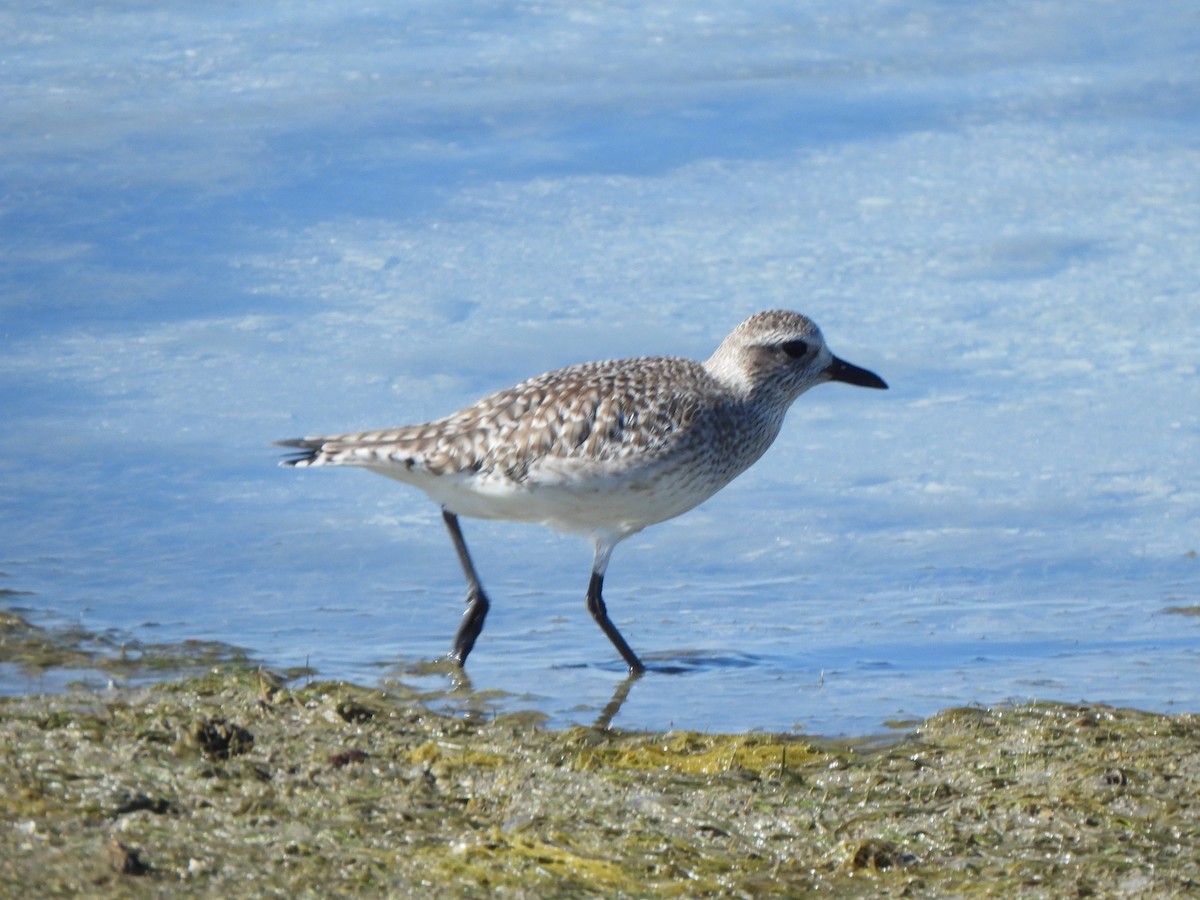 Буурал сүвээ цагаан - ML647315616