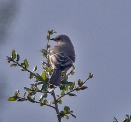 Пересмішник багатоголосий - ML647315617