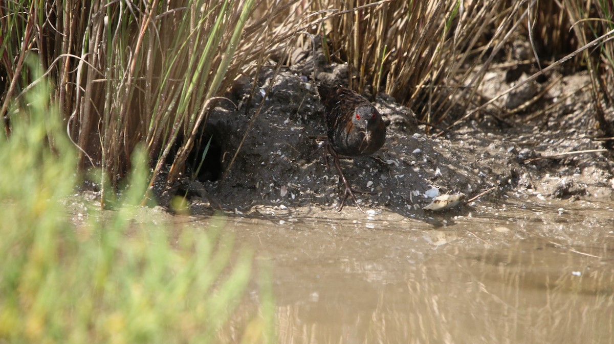 Dot-winged Crake - ML647315625