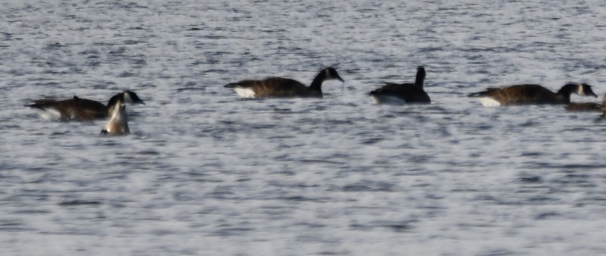 Kanada Kazı - ML647315639