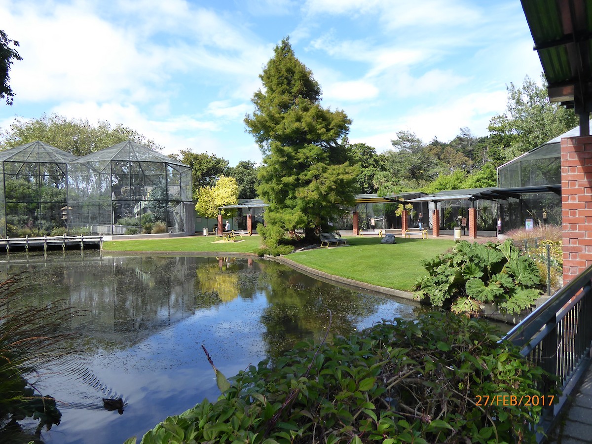 maoridykkand - ML647315647